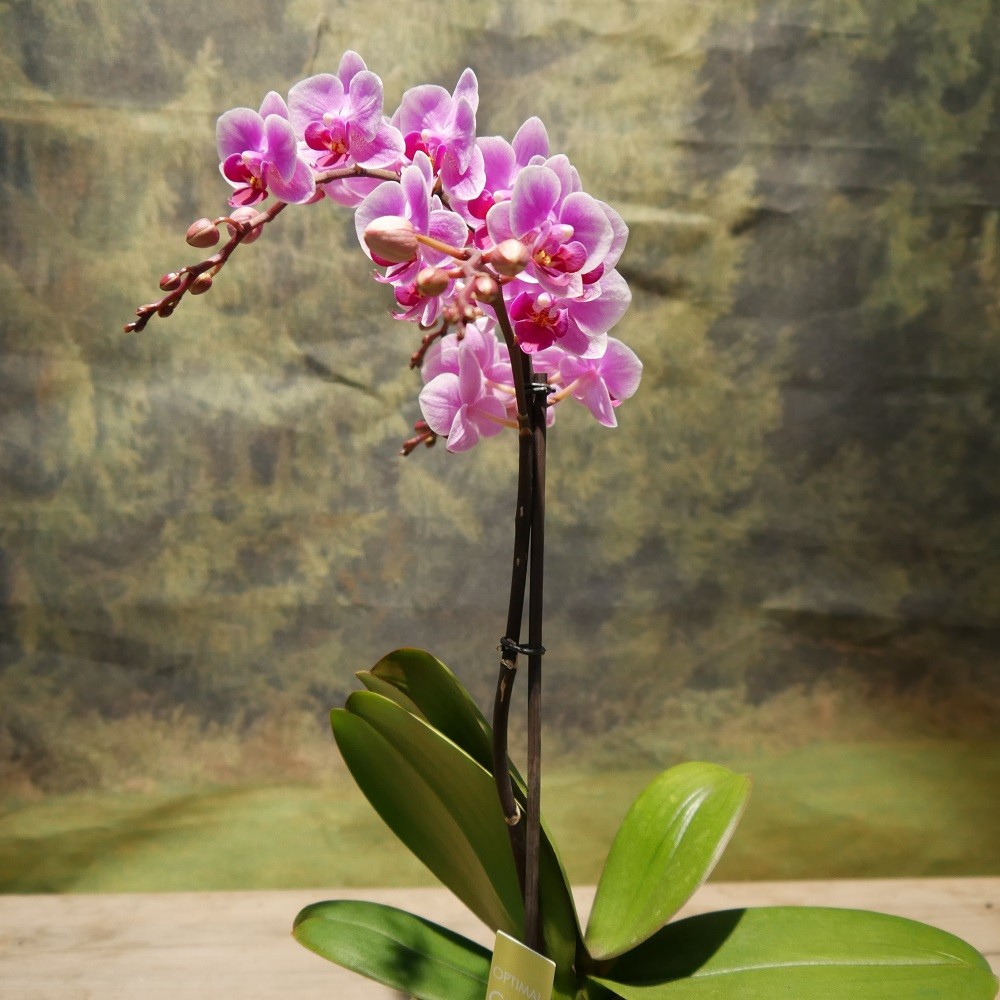 Orchidee klein Bild 1